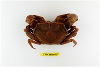 藏品(隆背張口蟹)的圖片